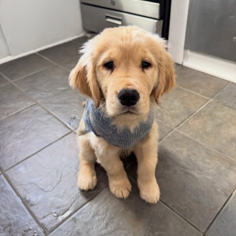 Teddy, a 10-week-old male Golden Retriever puppy